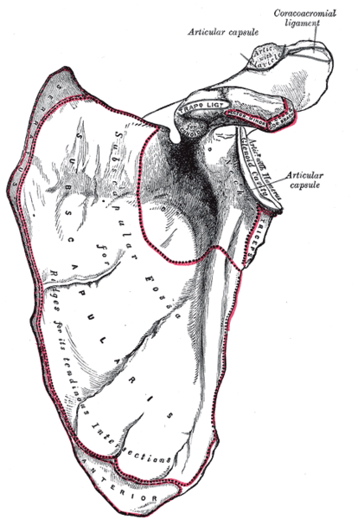 Human Scapula Anterior View