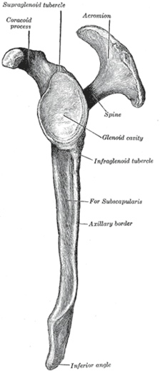 Human Scapula Lateral View