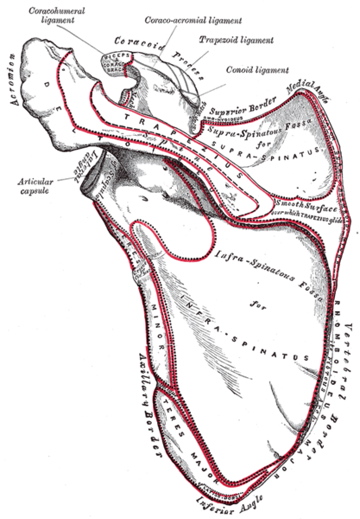 Human Scapula Posterior View