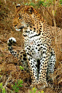 leopard