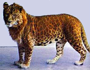 lion x leopard