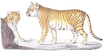 Liger Lion X Tigress Mammalian Hybrids