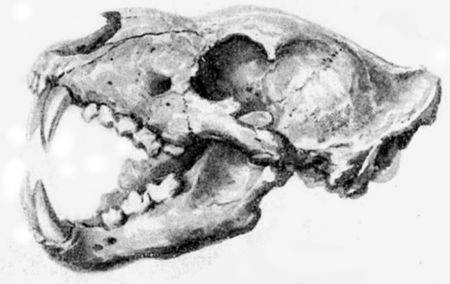 What do lions eat? - About Lions - Online Biology Dictionary