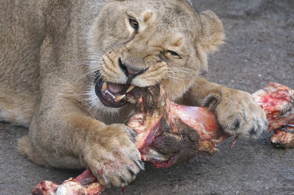 Lion eating