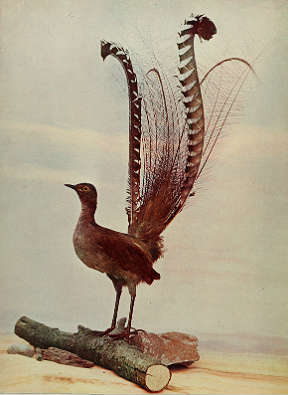 lyrebird