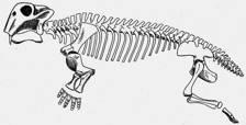 Lystrosaurus skeleton