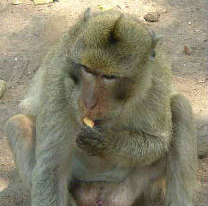 Macaca mullata