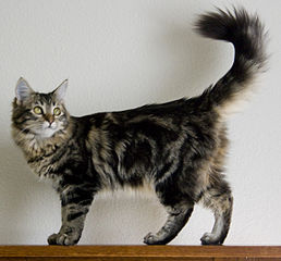 maine coon