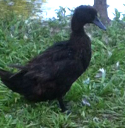 Mallard/Canada Goose Hybrid