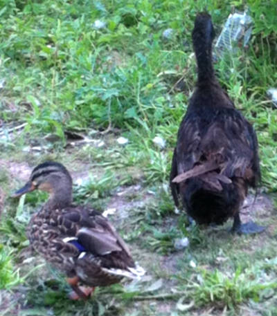 Mallard/Canada Goose Hybrid