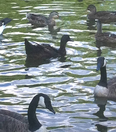 Mallard/Canada Goose Hybrid