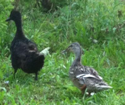 Mallard/Canada Goose Hybrid