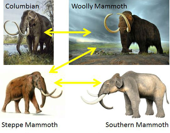 Mammoth hybridization