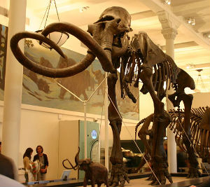 Mammuthus jeffersonii