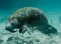 manatee