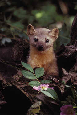 American Marten