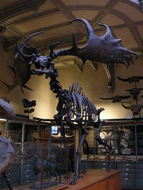 Picture of the giant deer Megaloceros giganteus, Museum d'Histoire Naturelle, Paris.