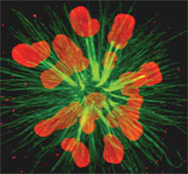 Chromosomes being dragged toward the metaphase plate.