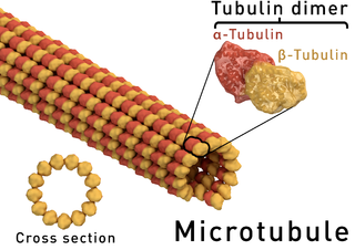 microtubule structure