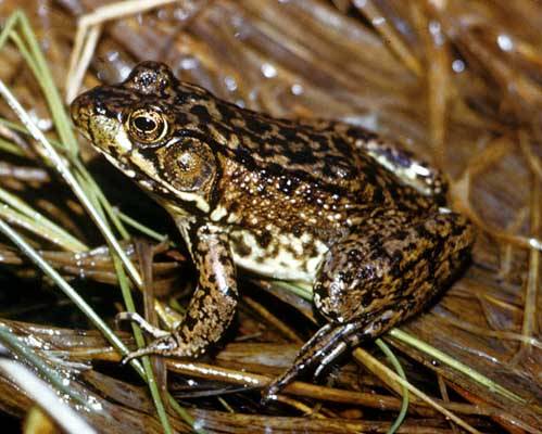 Mink Frog