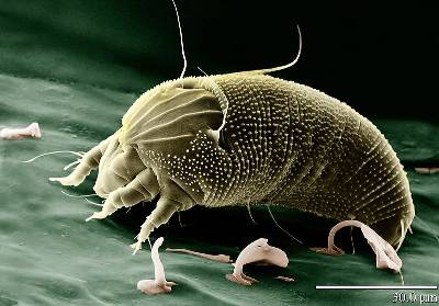 picture of a mite