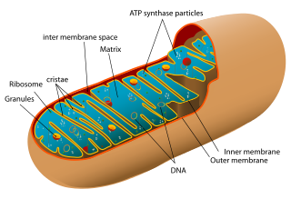 mitochondrian