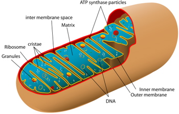 Diagram showing structure of a mitochondrion