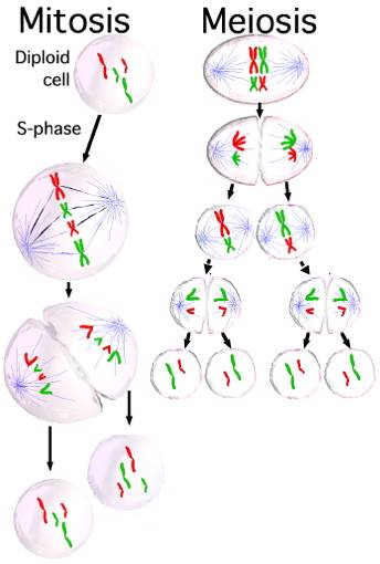 meiosis vs mitosis worksheet