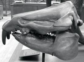 Moeritherium lyonsi skull