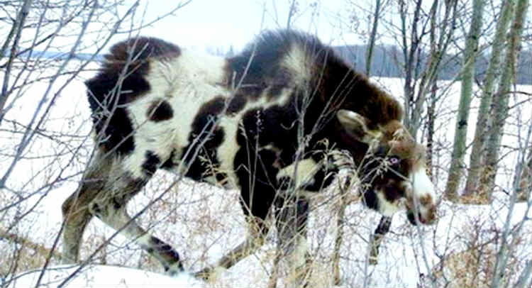 moose-cow hybrid