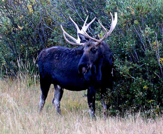 moose-elk hybrid