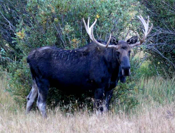 moose-elk hybrid