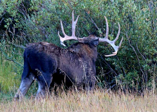 moose-elk hybrid