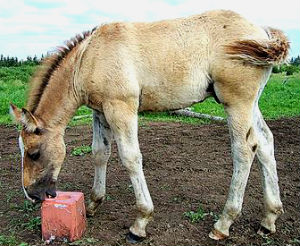 moose-horse hybrid