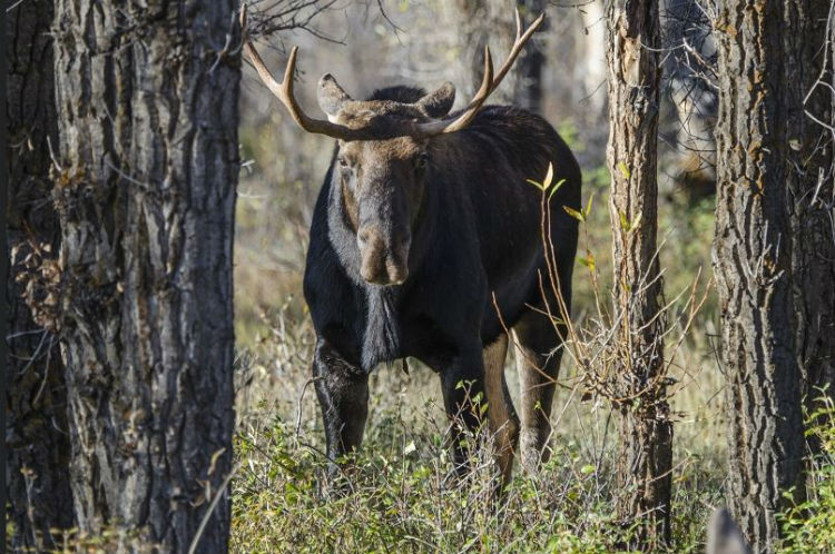 moose-deer hybrid