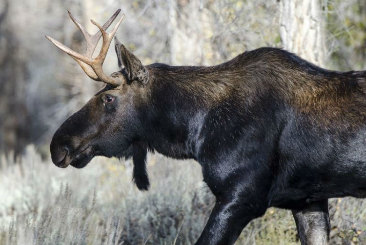 moose-deer hybrid