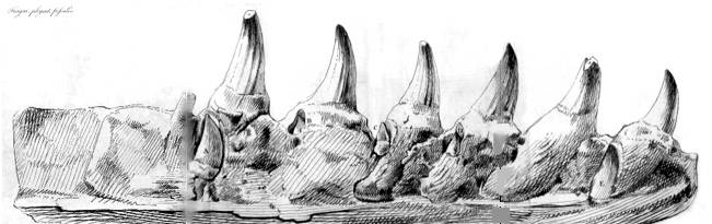 Mosasaur teeth