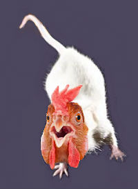 mouse-chicken hybrid