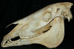 Mule skull