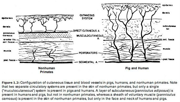 musculocutaneous arteries