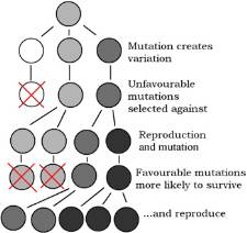 Definition of natural selection - Online Biology Dictionary