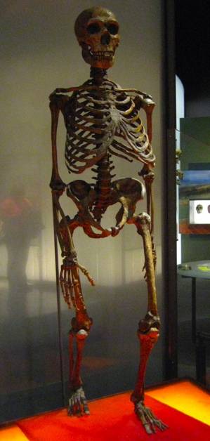 neanderthal skeleton