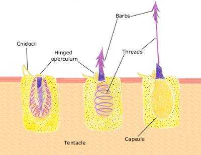 nematocyst