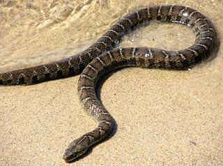 Northern Water Snake