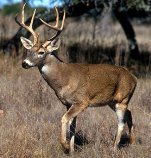 white-tailed deer