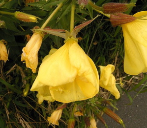 Oenothera lamarckiana