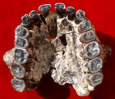 Homo habilis Maxilla OH 65