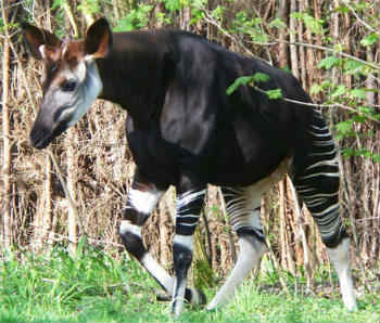 Okapi: A giraffe-zebra hybrid? - Mammalian Hybrids