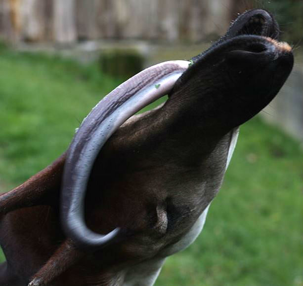 okapi tongue