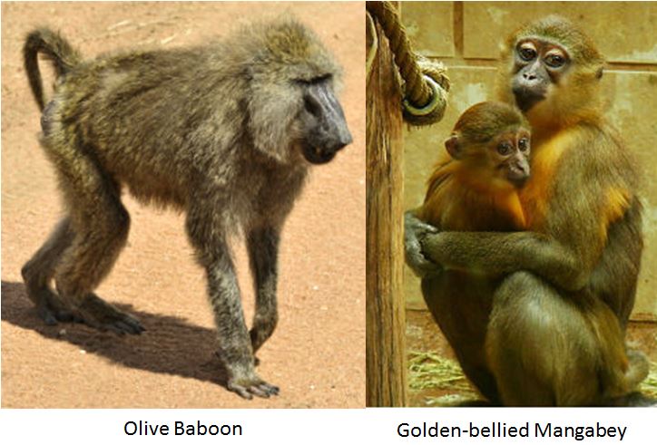 Baboon-mangabey hybrid